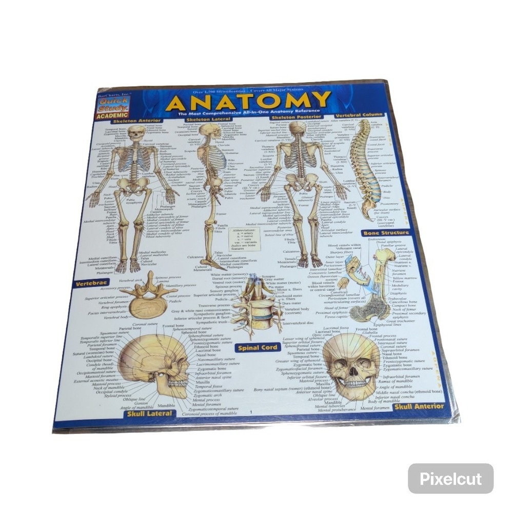 Quick Study Anatomy Laminated Tri-fold Study Guide, Anatomy reference